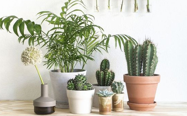 绿植的事很重要