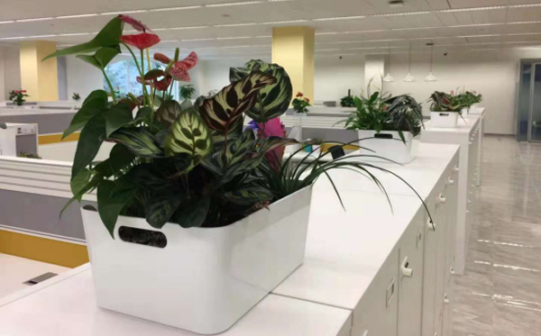 办公室植物租赁